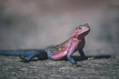 Découvrez la nature sauvage du nord de la tanzanie avec le cratère de ngorongoro, la gorge d’olduvai et les lacs momella. safari en petit groupe avec guides locaux et rencontres animalières uniqu