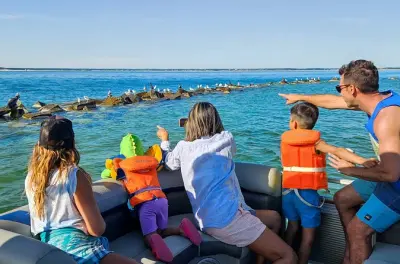 Tour in barca a Cape Cod per piccoli gruppi e avvistamento foche