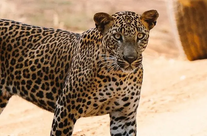 Yala-Nationalpark Privatsafari: Sri-Lanka-Leopard