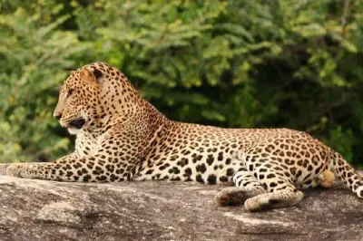 Abendsafari im Yala-Nationalpark: Sri-Lanka-Leoparden