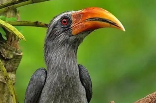 Thattekad Vogelschutzgebiet geführter Spaziergang: Morgen- oder Abendtour