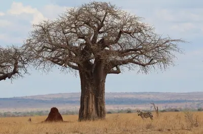 Gita privata di un giorno al parco nazionale di Tarangire da Moshi