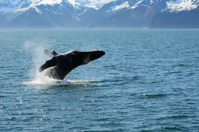 Migración de ballenas grises desde Seward: Avistamiento en primavera