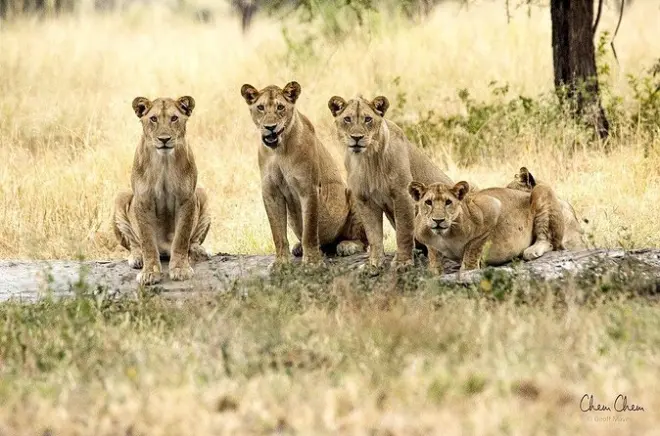 4-Day Serengeti Safari from Arusha: Budget Group Tour
