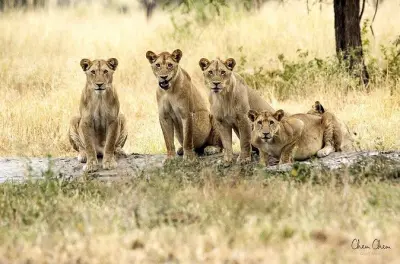 4-tägige Serengeti-Safari ab Arusha: Budget-Gruppentour