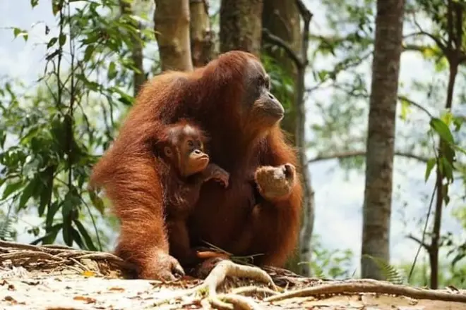 Trekking en la selva de Bukit Lawang: Ver orangutanes con guía