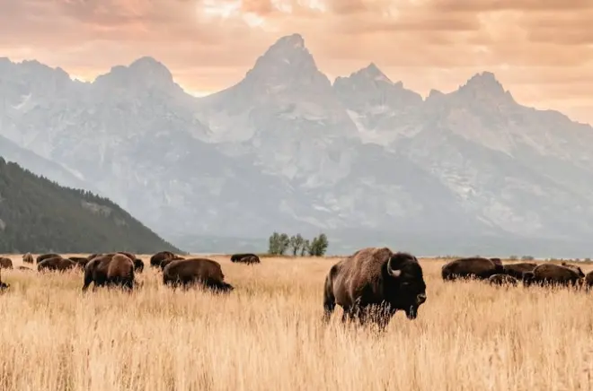 Safari au Grand Teton : Lever du soleil, animaux et petit-déjeuner