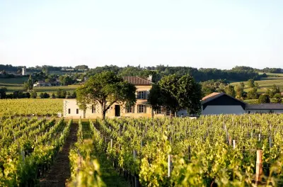 Tour de cata de vinos en Château Grangey, Saint-Emilion
