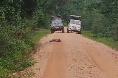 3-stündige private Yala Safari mit Luxuszimmer & Frühstück