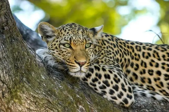 Safari en Yala desde Tissamaharama con leopardos de Sri Lanka