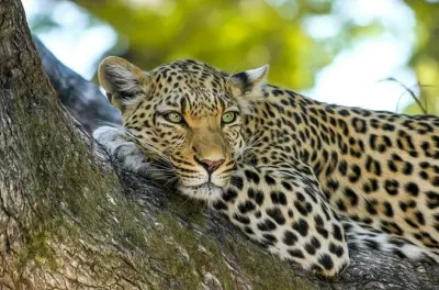 Safari im Yala-Nationalpark ab Tissamaharama: Sri-Lanka-Leoparden