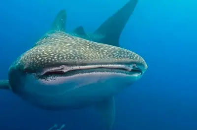 Isla Mujeres : Snorkeling avec requins-baleines de mai à sept