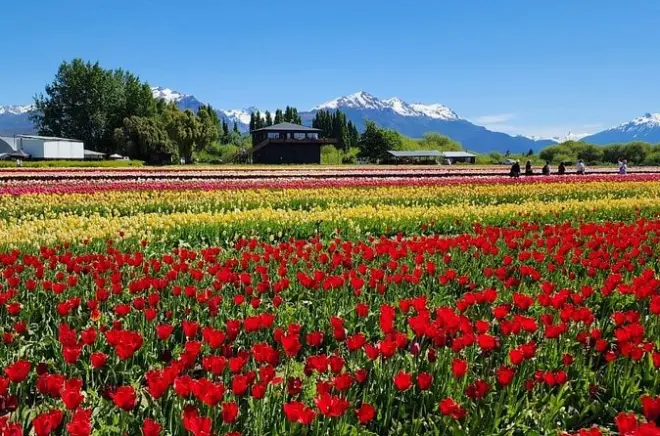 Tulpenfeld ab Bariloche: Oktoberblumen & Wasserfälle