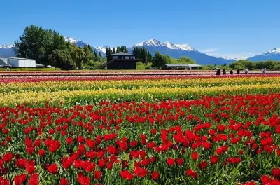 Campi di tulipani da Bariloche con fiori selvatici e cascate ottobre