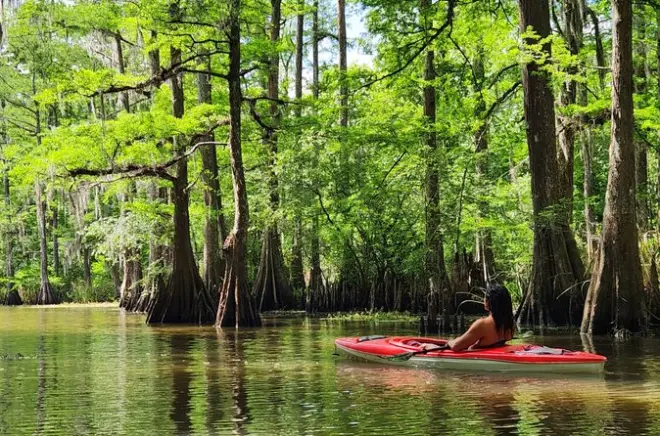 Kayaking in Atchafalaya Basin: Cypress forests & wildlife