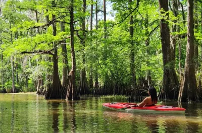 Kayaking in Atchafalaya Basin: Cypress forests & wildlife