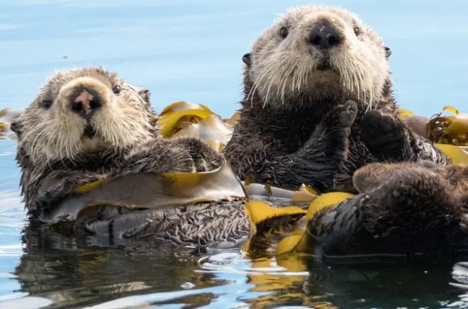 Baía de Kachemak: Lontras marinhas e papagaios-do-mar