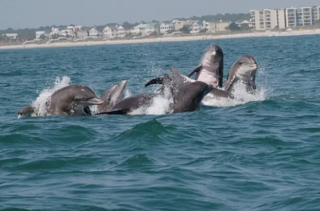 Delfinbeobachtung Murrells Inlet: Tursi-Ops Schiff