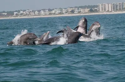 Delfinbeobachtung Murrells Inlet: Tursi-Ops Schiff