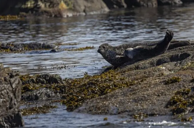 RIB Boat Seal and Bird Safari from Nyksund