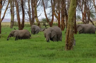 Safari di 6 giorni in Kenya: Maasai Mara, lago Nakuru, Amboseli