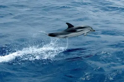 Avistamiento de ballenas y navegación en Sanremo: Toma el timón