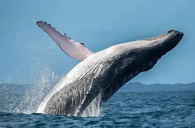 San Juan del Sur : Migration des baleines à bosse à observer