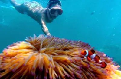 Snorkeling à Kota Kinabalu : Guide PADI et déjeuner inclus