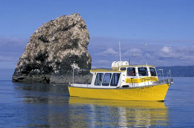 Kachemak Bay Birding Cruise: Sea Birds & Gull Island