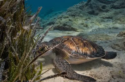 Green Bay diving in Protaras: Sea turtles and underwater statues