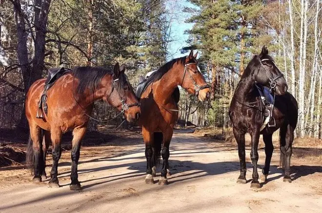 Cavalgar na Letônia: Trilhas só a passo perto de Riga