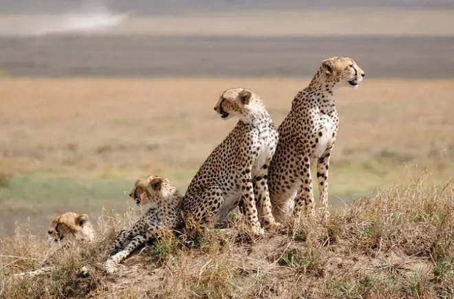 Safari de 4 días por Tarangire, Ngorongoro y Serengeti desde Arusha