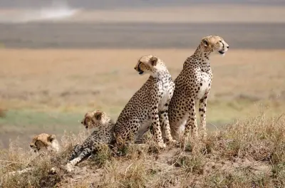 4-Day Tarangire, Ngorongoro & Serengeti Safari from Arusha