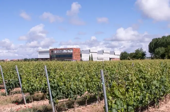 Degustação de vinhos em Aranda de Duero: 2 vinhos e queijo local