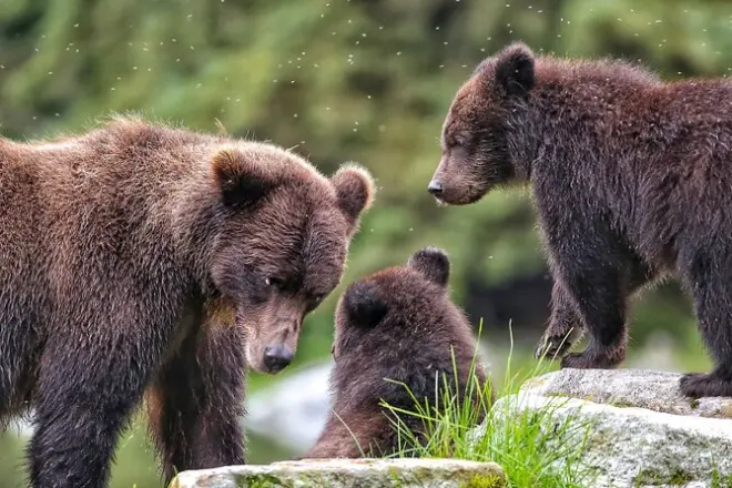Bear Viewing in Sitka: Lachsfischen an den Redoubt Falls