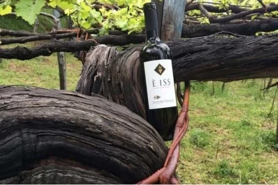 Explora los antiguos viñedos de tramonti, degusta vinos doc y disfruta quesos locales en una cata guiada en tenuta san francesco, costa amalfitana.