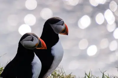 Seydisfjordur puffin e tour renne: Ritorno in tempo per la crociera