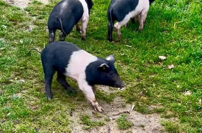 Montepulciano: Passeio na fazenda com degustação de vinho e frios