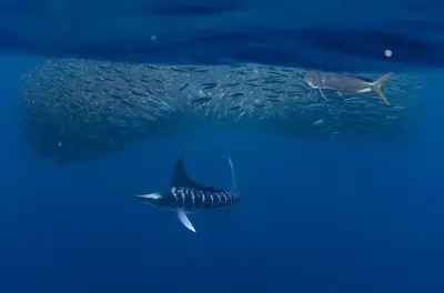 Sardinenbälle-Expedition Bahia Magdalena: Wildtiere im offenen Ozean