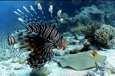 Buceo en Mahahual: Grupos pequeños en el arrecife mesoamericano