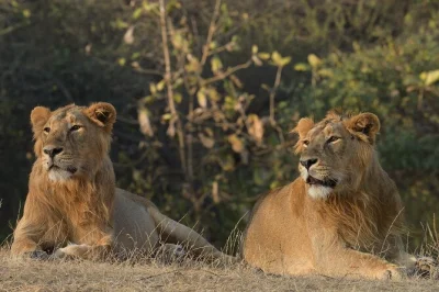 Book a private safari in gir national park, gujarat. spot asiatic lions, local wildlife, and birds with an expert guide. includes permits, jeep, and water.