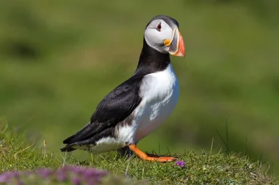 Feel the wild side of heimaey on a puffin & volcano tour led by ebbi, with viking town entry and local stories. includes guide and all admissions.