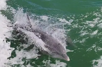 Delfini a South Padre Island: Crociera mattutina con guida live
