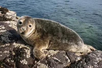 Farne Islands seabird and seal cruise from Seahouses: 90 minutes