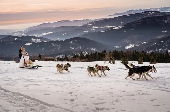 Trineo en Polonia con Huskies siberianos y Elkhounds noruegos
