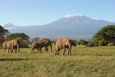 Scopri i parchi più famosi del kenya—amboseli, lago nakuru, maasai mara—in un safari di 6 giorni con guide locali, safari emozionanti e alloggi autentici a prezzi accessibili.