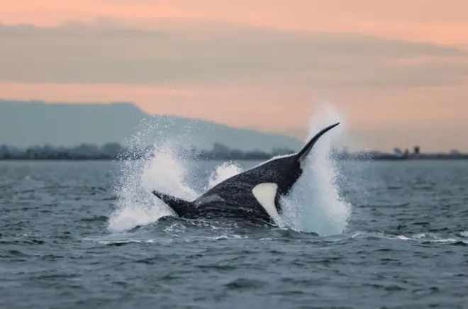 Avvistamento orche e megattere al tramonto da Zodiac a Victoria
