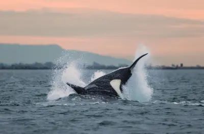 Avistamiento al atardecer de orcas y ballenas en Victoria