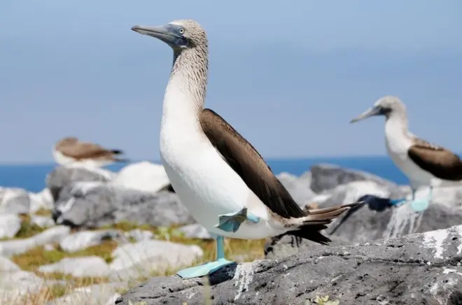 Isla Lobos Snorkeling: Sea Lions & Blue-Footed Boobies