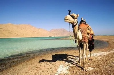 Safari de camelo em Dahab: Wadi el Bida e pôr do sol na Blue Lagoon